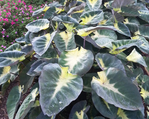 Colocasia Tropical Storm